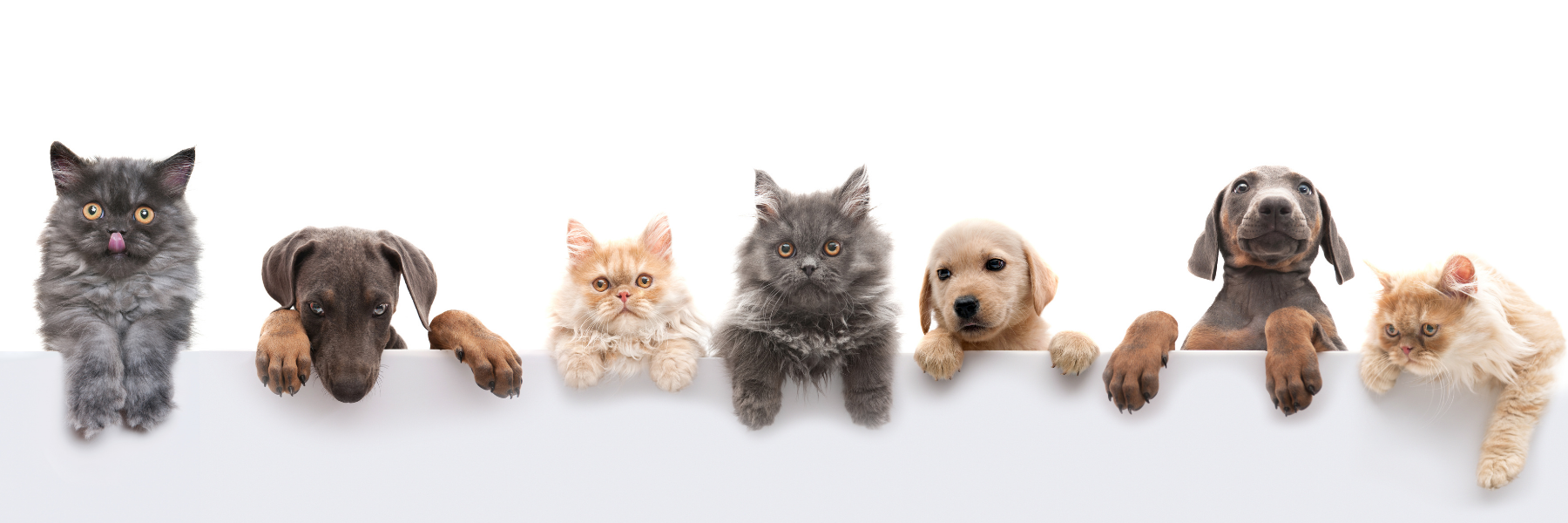 Pet Wear and Care