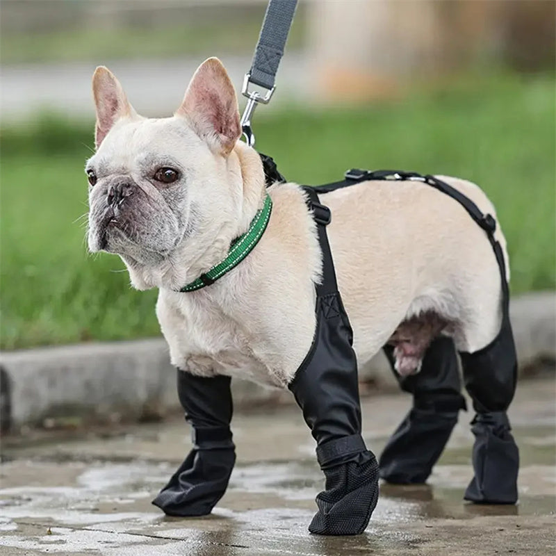 Keep Those Paws Dry and Protected in Style! - All Inclusive Family Treasures