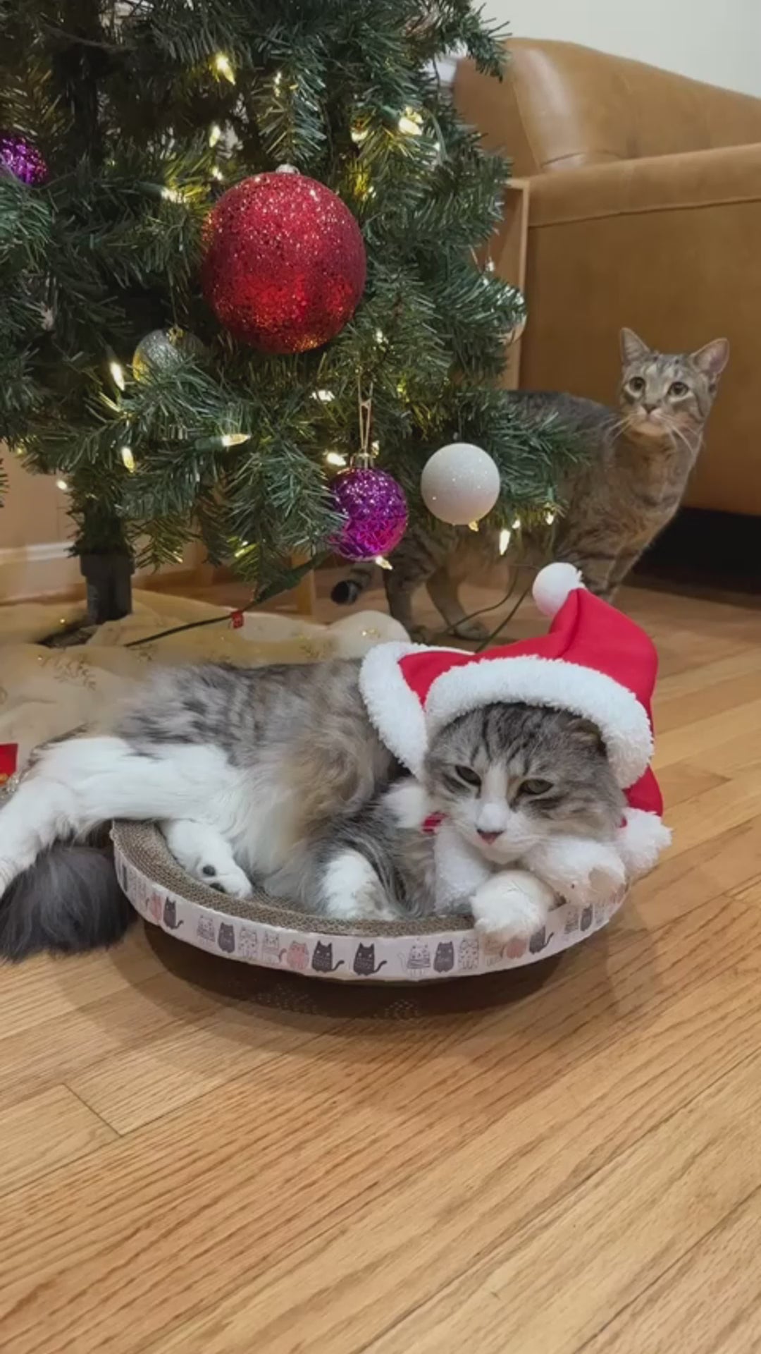 Pets Christmas Cloak - Festive Red Hooded Shawl for Your Furry Friend’s Holiday Look